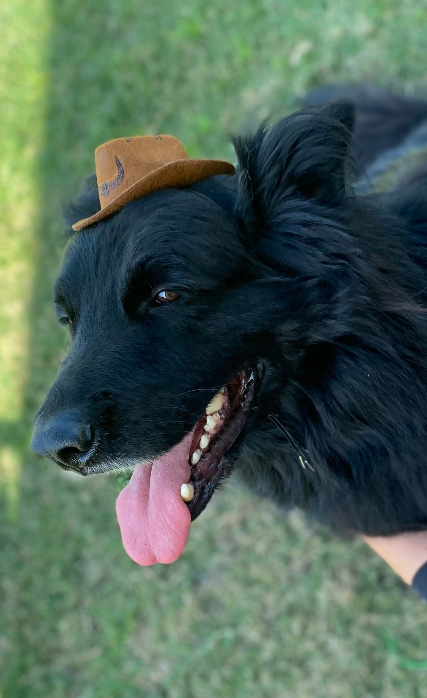 Wild West Pet Hat